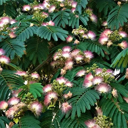 Dom wakacyjny Casa As Oito Angra do Heroísmo